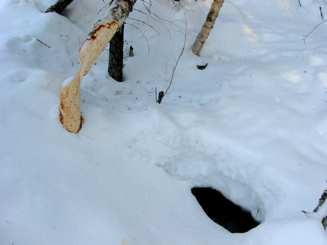 pallo majavan kolo 012